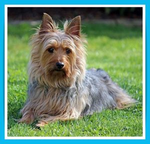australian-silky-terrier