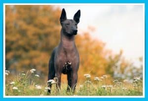 batch_The Most Beautiful Dog Breeds - Mexican Hairless Dog