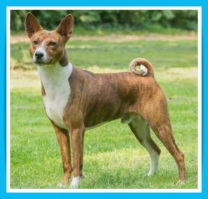 basenji