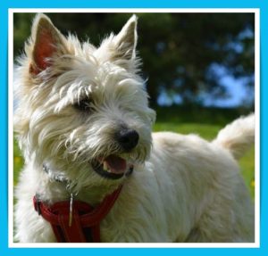 Cairn terrier