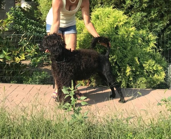 Amos Portuguese Water Dog Amos Portuguese Water Dog