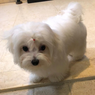 Theo Sold Maltese Puppy Jeddah newdoggy review