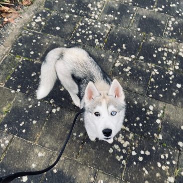 Puppy for sale reference