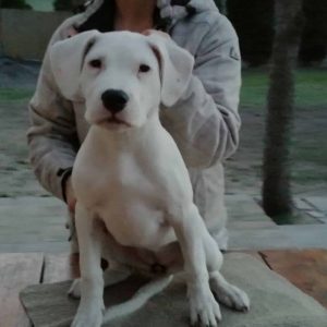 Sophronia Argentine Dogo