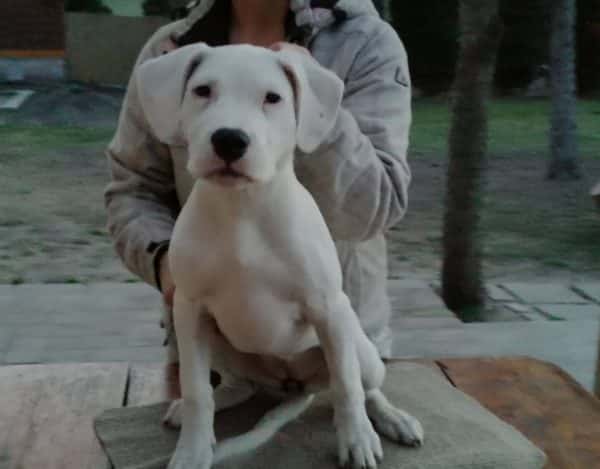 Sophronia Argentine Dogo