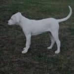 Sophronia-female-argentin-dogo-puppy-for-sale02