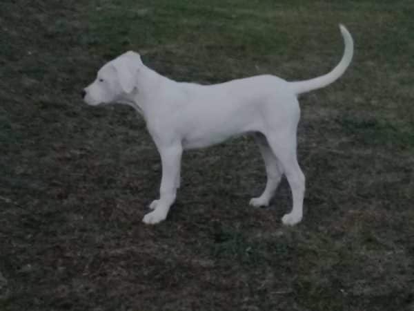 Sophronia Argentine Dogo
