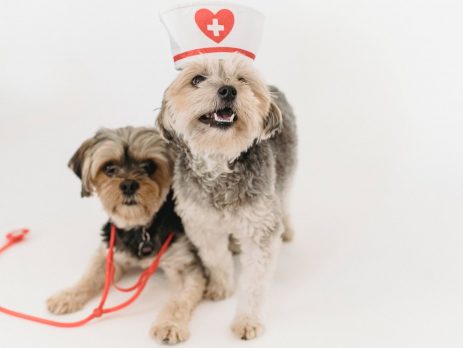 Virus-Detecting Dogs blog NewDoggy.com