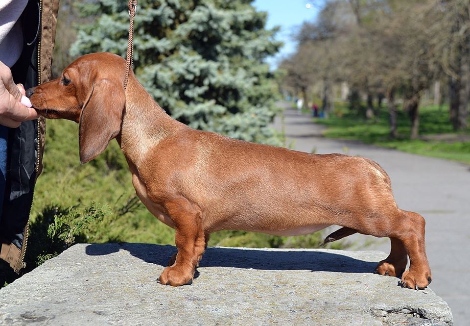 Miniature Dachshund breed info NewDoggy.com