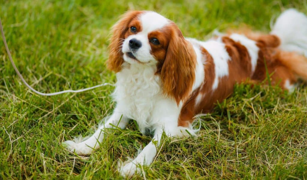 Cavalier King Charles Spaniel puppy for sale