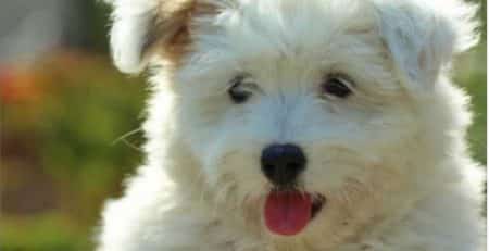 Coton-de-tulear-best-apartment-dog-puppy-for-sale