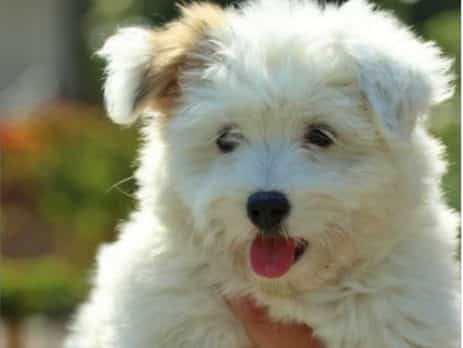 Coton-de-tulear-best-apartment-dog-puppy-for-sale