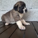 bryan-male-aksaray-malkalisi-puppy-for-sale01