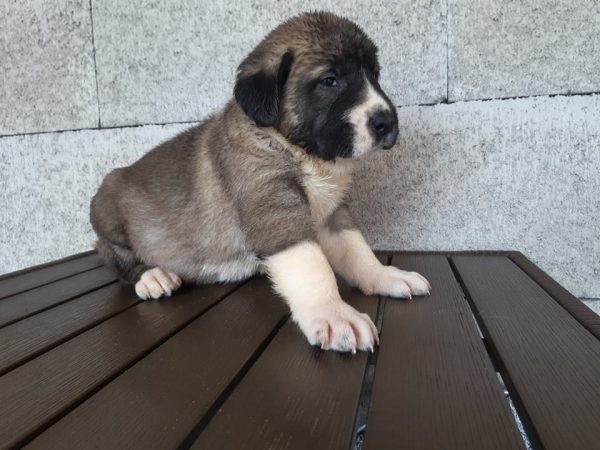 Bryan Aksaray Malaklisi Bryan Aksaray Malaklisi