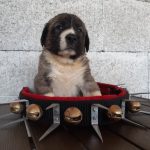 bryan-male-aksaray-malkalisi-puppy-for-sale02