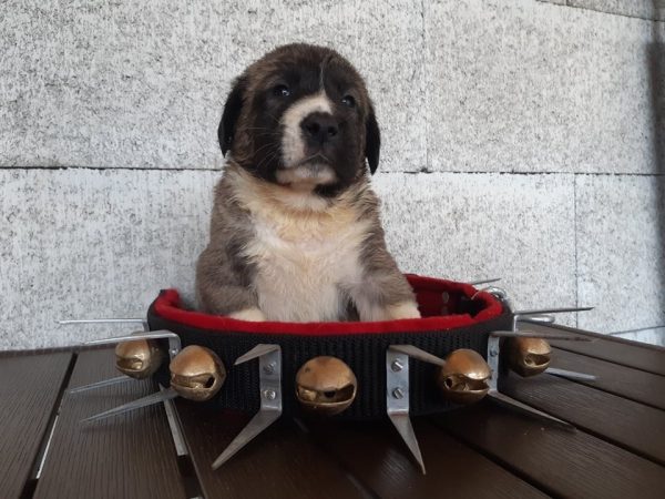 Bryan Aksaray Malaklisi Bryan Aksaray Malaklisi