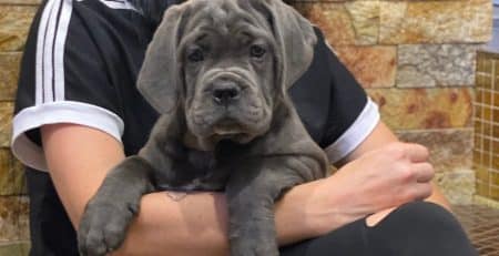 Welcoming a new puppy