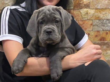 Welcoming a new puppy