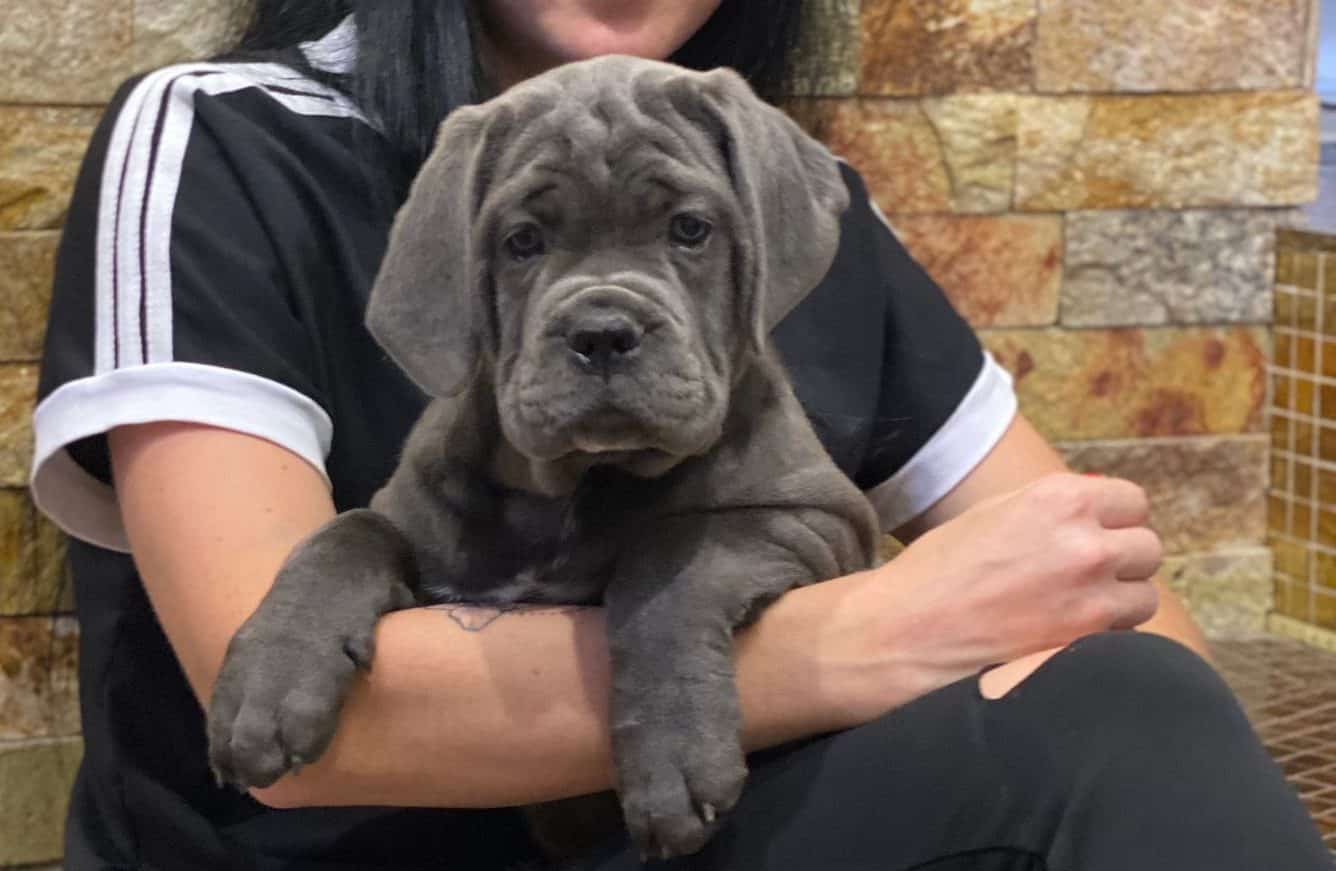 Welcoming a new puppy