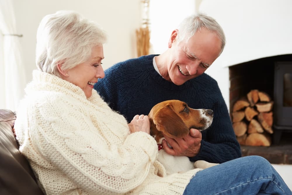 Best dog dog breeds for retired couple NewDoggy