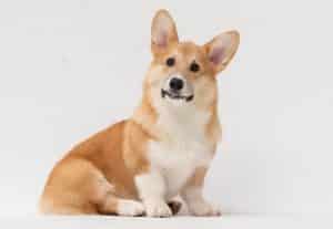 Welsh Corgi Breed NewDoggy