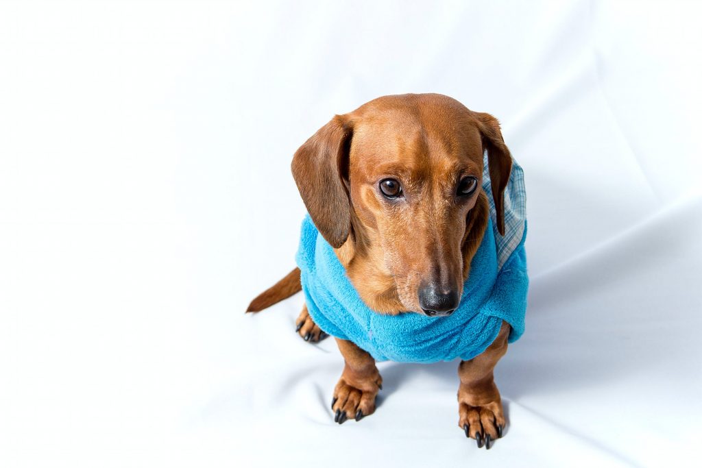 dachshund Newdoggy.com