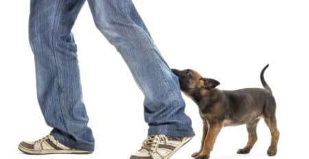 NewDoggy.com How to stop a puppy from jumping on you and play biting