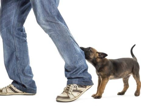 NewDoggy.com How to stop a puppy from jumping on you and play biting