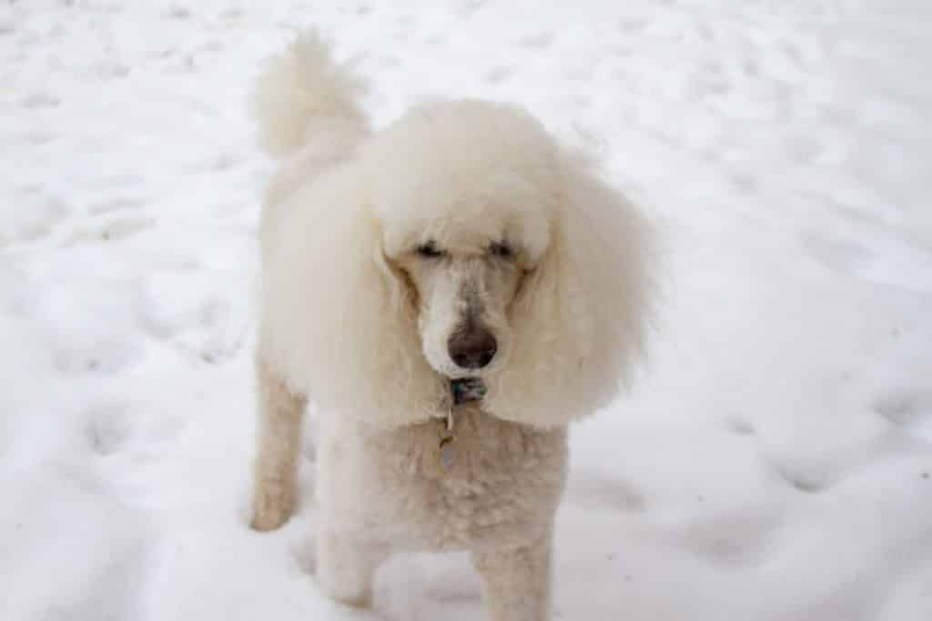 Poodle breed info Newdoggy.com