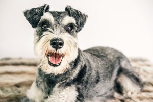 Schnauzer - best dog breeds for retired couple