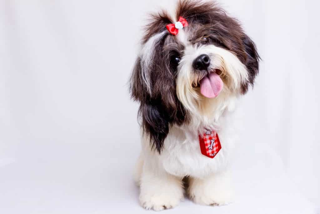 Shih Tzu NewDoggy.com