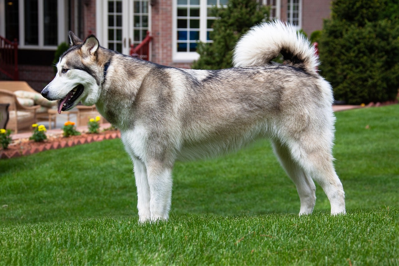 Champion Alaskan Malamute