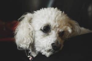 bichon frisé - best dog breeds for retired couple