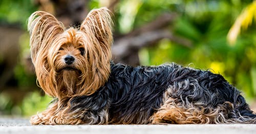 Yorkshire Terrier breed info Newdoggy.com
