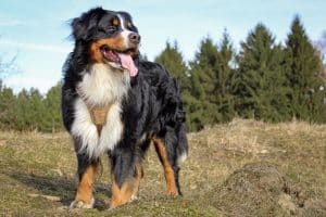 Bernese Mountain Dog breed info NewDoggy.com