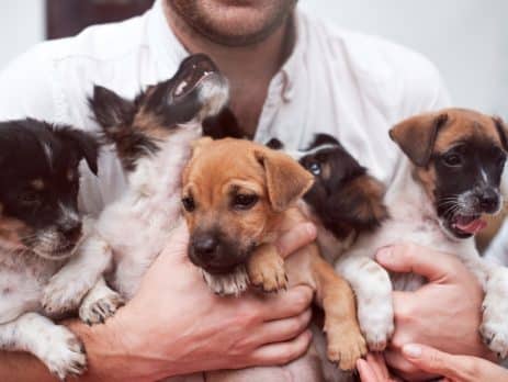 Best dogs for first time dog owners NewDoggy.com