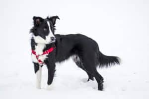 Border Collie breed info NewDoggy.com