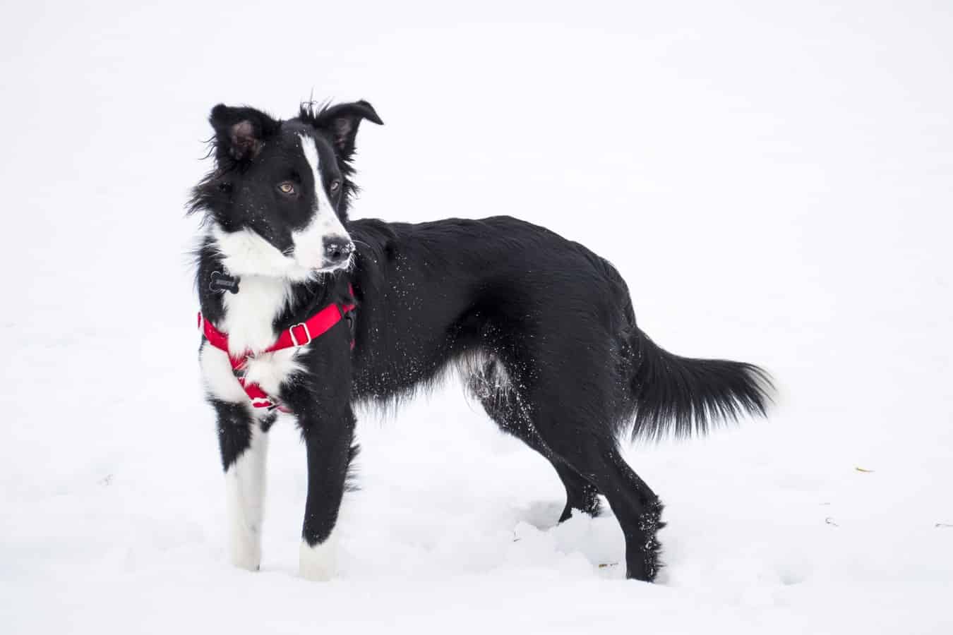 Border Collie breed info NewDoggy.com