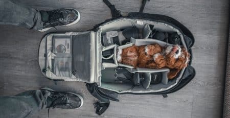 Cabin size dogs NewDoggy light