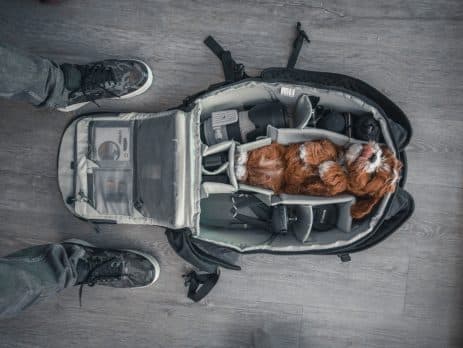 Cabin size dogs NewDoggy light