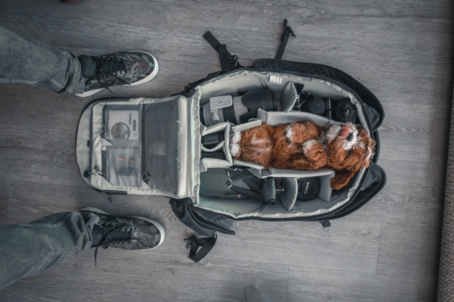 Cabin size dogs NewDoggy light