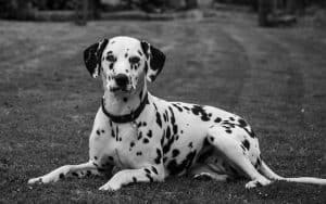 Dalmatian Breed info NewDoggy.com