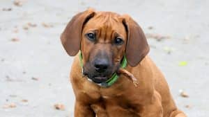 Rhodesian Ridgeback bredd info NewDoggy.com
