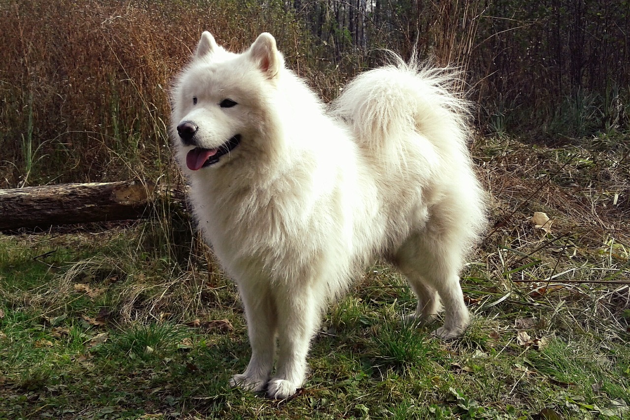 Skye Samoyed