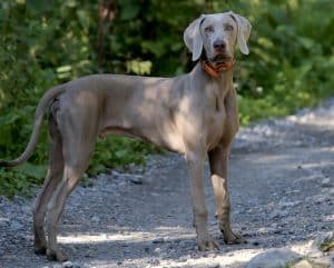 Weimaraner breed info NewDoggy.com