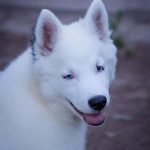 Yesper-male-yakutian-laika-for-sale01