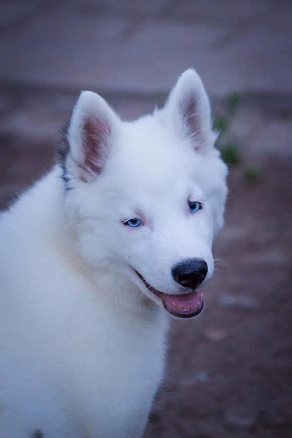 Yesper Yakutian Laika Yesper Yakutian Laika