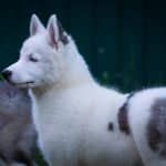 Yesper-male-yakutian-laika-for-sale02