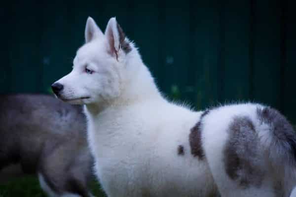 Yesper Yakutian Laika Yesper Yakutian Laika