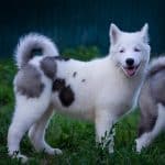 Yesper-male-yakutian-laika-for-sale03